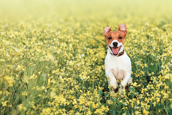 How to Notice and Treat Your Dog’s Seasonal Allergies