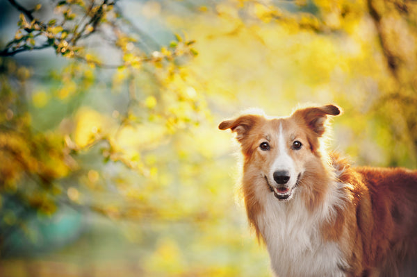 The Health Benefits of Fish Oil for Dogs