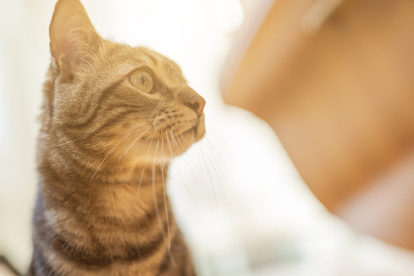 3 Game-Changers That Will Help Your Cat Lose Some Weight