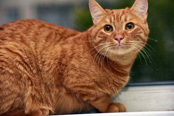What Should You Know About Orange Tabby Cats Health and Nutrition?